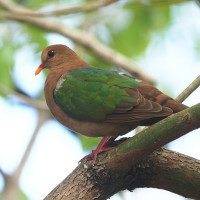 Pacific Emerald Dove